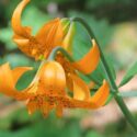 Lilium columbianum, Columbia Lily, Columbian Lily, Oregon Lily, Wild Tiger Lily, Summer flowering Bulb, Orange Lilies, Yellow Lilies, Lily flower, Lily Flower