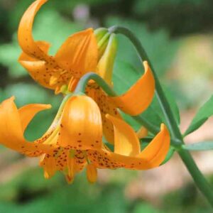 Lilium columbianum, Columbia Lily, Columbian Lily, Oregon Lily, Wild Tiger Lily, Summer flowering Bulb, Orange Lilies, Yellow Lilies, Lily flower, Lily Flower