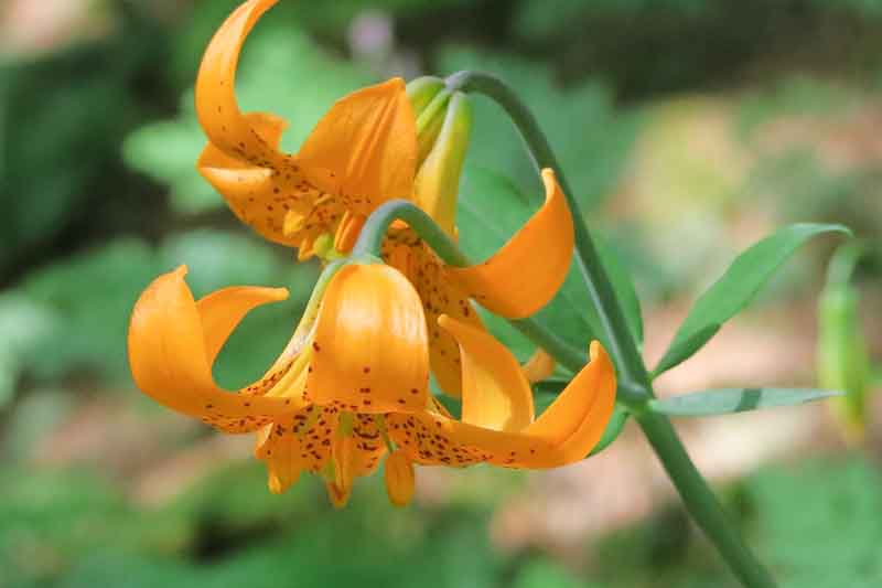 Lilium columbianum, Columbia Lily, Columbian Lily, Oregon Lily, Wild Tiger Lily, Summer flowering Bulb, Orange Lilies, Yellow Lilies, Lily flower, Lily Flower