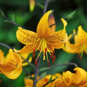 Lilium Leichtlinii, Leichtlins' Lily, Species & Cultivars of Species Group, Summer flowering Bulb, Yellow Lilies, Lily flower, Lily Flower
