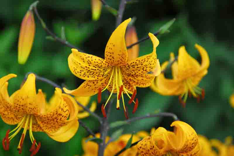 Lilium Leichtlinii, Leichtlins' Lily, Species & Cultivars of Species Group, Summer flowering Bulb, Yellow Lilies, Lily flower, Lily Flower