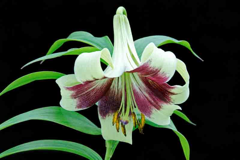 Lilium nepalense, Nepal lily, Wild lily, Species lily