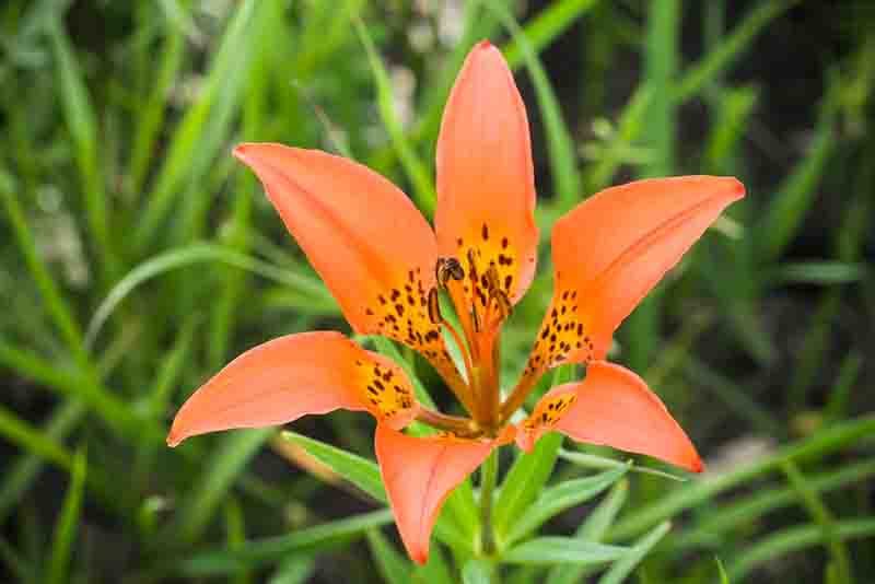 Lilium philadelphicum, Wood Lily