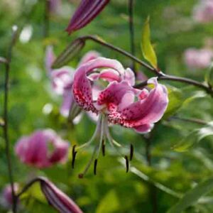 Lilium Speciosum, Lilium Speciosum Rubrum, Japanese Lilies, Showy Lilies, Red Japanese Lilies, Pink Lilies, Fragrant lilies, Lily flower, Lily Flower
