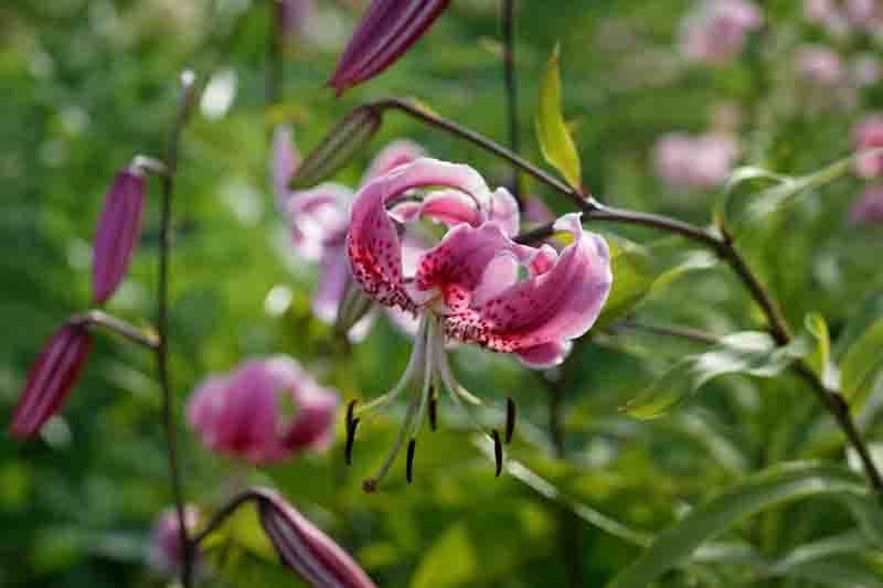 Lily IsoESuper Hedione Galaxolide その他 Japanese Lily - Gardenia