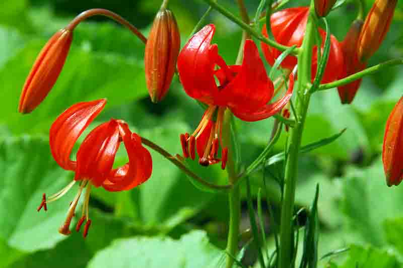 Lilium tenuifolium, Lilium pumilum, Wild lily, Species lily