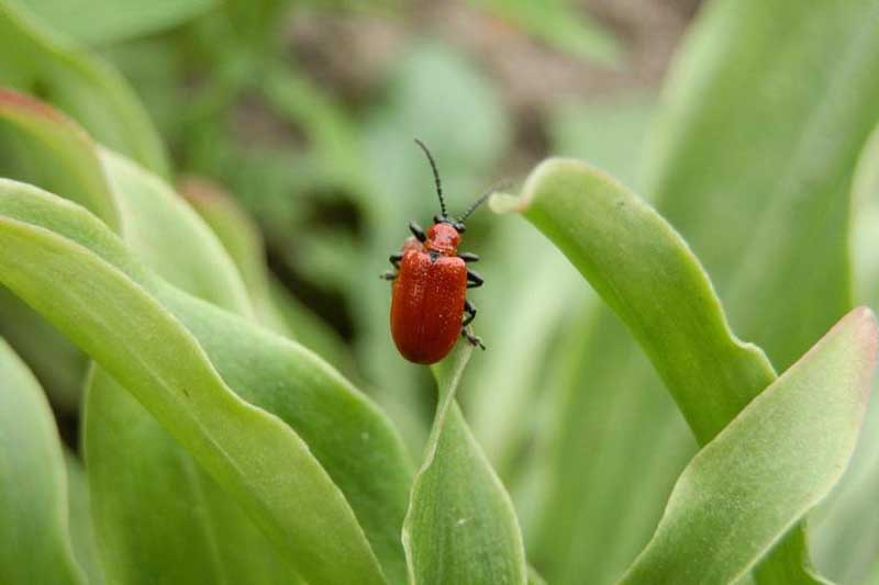Lily beetle on leaves