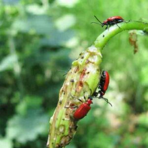 lily beetle damage