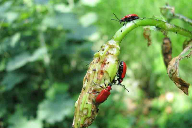 lily beetle damage