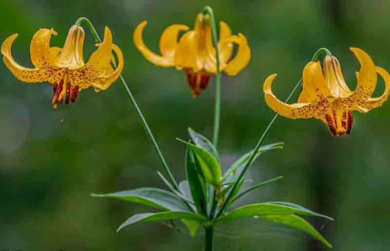 Lis du Canada - Lilium canadense - Canada Lily