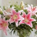 Orienpet vs Oriental Lilies