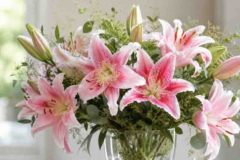 Orienpet vs Oriental Lilies