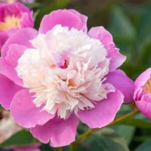 Paeonia Lactiflora 'Bowl of Beauty', Peony 'Bowl of Beauty', 'Bowl of Beauty' Peony, Chinese Peony 'Bowl of Beauty' , Common Garden Peony 'Bowl of Beauty', Pink Flowers, Pink Peonies, Fragrant Peonies