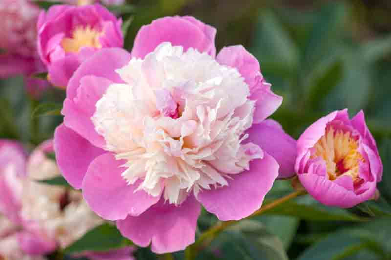 Paeonia Lactiflora 'Bowl of Beauty', Peony 'Bowl of Beauty', 'Bowl of Beauty' Peony, Chinese Peony 'Bowl of Beauty' , Common Garden Peony 'Bowl of Beauty', Pink Flowers, Pink Peonies, Fragrant Peonies