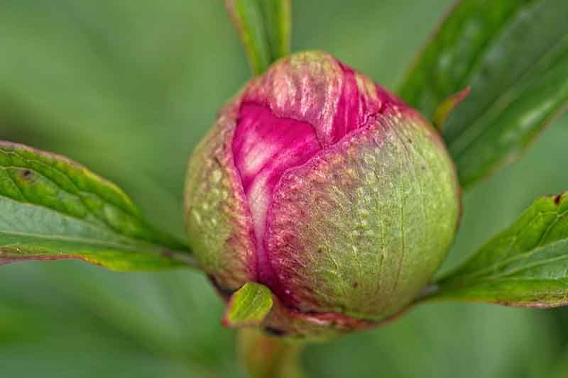 Paeonia 'Cavatina' Bud, Peony bud, Bud Blast