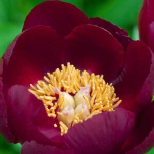 Paeonia 'Chocolate Soldier', Peony 'Chocolate Soldier', 'Chocolate Soldier' Peony, Red Peonies, Red Flowers