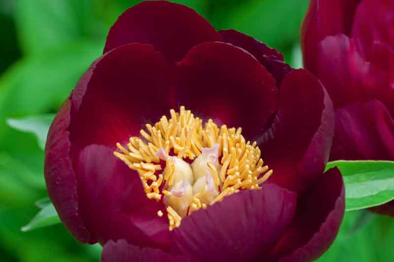 Paeonia 'Chocolate Soldier', Peony 'Chocolate Soldier', 'Chocolate Soldier' Peony, Red Peonies, Red Flowers