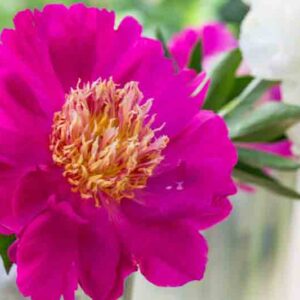 Paeonia Lactiflora 'Comanche', Peony 'Comanche', 'Comanche' Peony, Chinese Peony 'Comanche' , Common Garden Peony 'Comanche', Pink Peonies, Pink Flowers, Fragrant Peonies