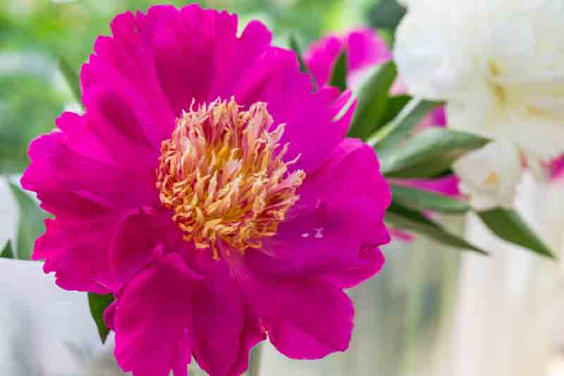 Paeonia Lactiflora 'Comanche', Peony 'Comanche', 'Comanche' Peony, Chinese Peony 'Comanche' , Common Garden Peony 'Comanche', Pink Peonies, Pink Flowers, Fragrant Peonies