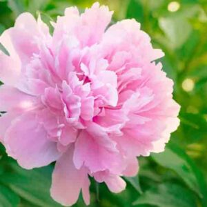 Paeonia Lactiflora 'Dinner Plate', Peony 'Dinner Plate', 'Dinner Plate' Peony, Chinese Peony 'Dinner Plate', Common Garden Peony 'Dinner Plate', Pink Peonies, Fragrant Peonies