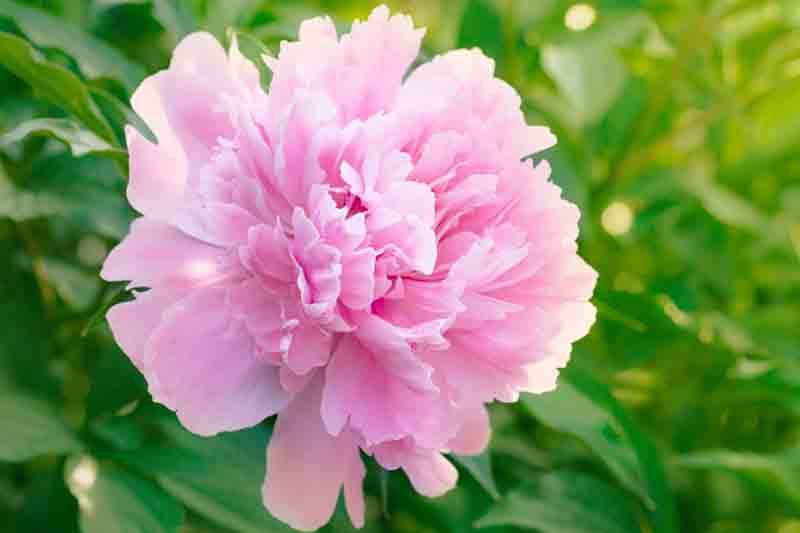 Paeonia Lactiflora 'Dinner Plate', Peony 'Dinner Plate', 'Dinner Plate' Peony, Chinese Peony 'Dinner Plate', Common Garden Peony 'Dinner Plate', Pink Peonies, Fragrant Peonies