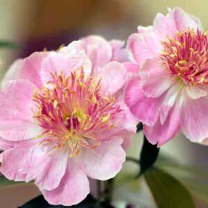 Paeonia Lactiflora 'Do Tell', Peony 'Do Tell', 'Do Tell' Peony, Chinese Peony 'Do Tell' , Common Garden Peony 'Do Tell', Pink Peonies, Pink Flowers, Fragrant Peonies