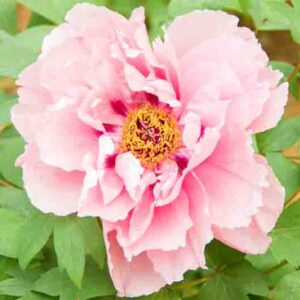 Paeonia 'First Arrival', Peony 'First Arrival', 'First Arrival' Peony, Itoh Peony 'First Arrival', Intersectional Peony 'First Arrival', Pink Peonies, Pink flowers, Fragrant Peonies