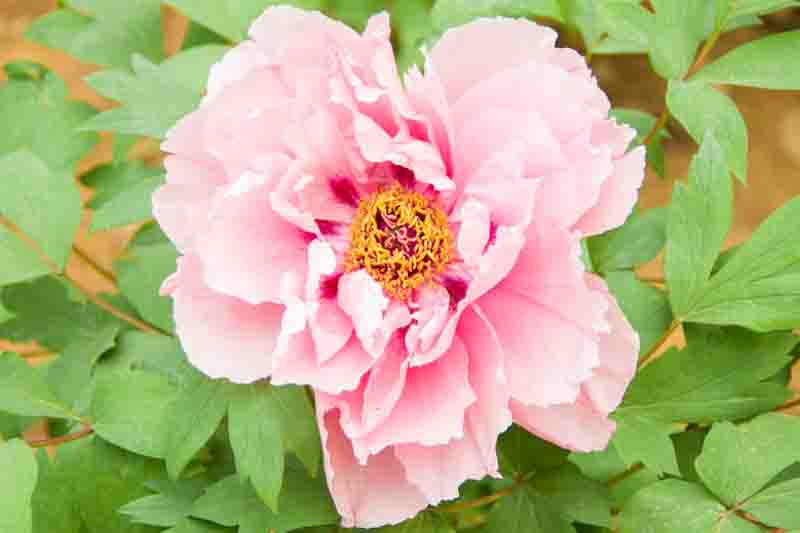 Paeonia 'First Arrival', Peony 'First Arrival', 'First Arrival' Peony, Itoh Peony 'First Arrival', Intersectional Peony 'First Arrival', Pink Peonies, Pink flowers, Fragrant Peonies