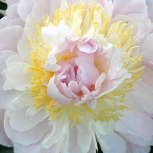 Paeonia Lactiflora 'Golly', Peony 'Golly', 'Golly' Peony, Chinese Peony 'Golly', Common Garden Peony 'Golly', Pink Peonies, Pink Flowers, Fragrant Peonies