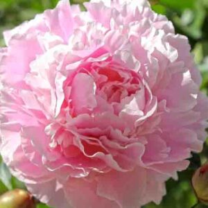 Paeonia Lactiflora 'Hermione', Peony 'Hermione', 'Hermione' Peony, Chinese Peony 'Hermione', Common Garden Peony 'Hermione', Peony 'Hermoine', 'Hermoine' Peony, Chinese Peony 'Hermoine', Common Garden Peony 'Hermoine', Pink Peonies, Fragrant Peonies