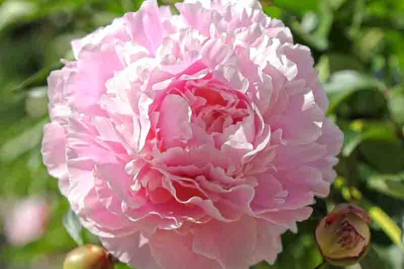 Paeonia Lactiflora 'Hermione', Peony 'Hermione', 'Hermione' Peony, Chinese Peony 'Hermione', Common Garden Peony 'Hermione', Peony 'Hermoine', 'Hermoine' Peony, Chinese Peony 'Hermoine', Common Garden Peony 'Hermoine', Pink Peonies, Fragrant Peonies