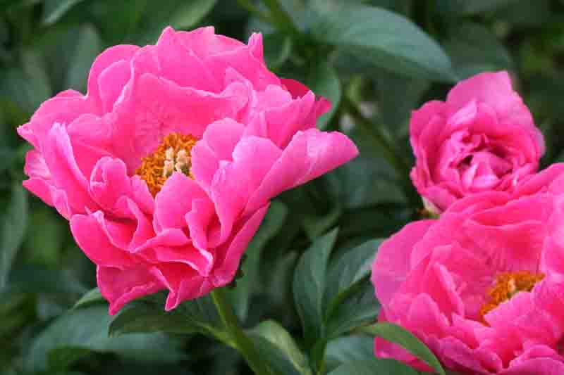 Paeonia 'Paula Fay', Peony 'Paula Fay', 'Paula Fay' Peony, Pink Peonies, Pink Flowers, Fragrant Peonies