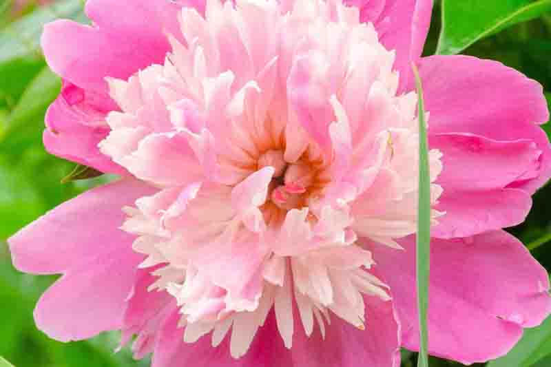 Paeonia Lactiflora 'Philomele', Peony 'Philomele', 'Philomele' Peony, Chinese Peony 'Philomele', Common Garden Peony 'Philomele', Pink Peonies, Pink Flowers, Fragrant Peonies