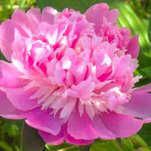 Paeonia Pink Derby, Peony Pink Derby, Pink Derby Peony, Chinese Peony Pink Derby , Common Garden Peony Pink Derby, Pink Peonies, Pink Flowers