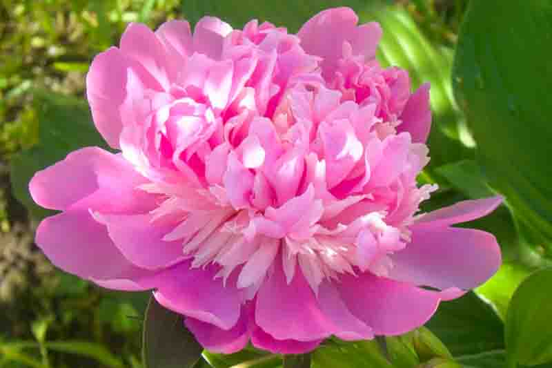 Paeonia Pink Derby, Peony Pink Derby, Pink Derby Peony, Chinese Peony Pink Derby , Common Garden Peony Pink Derby, Pink Peonies, Pink Flowers