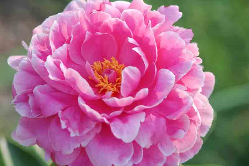 Paeonia 'Rozella', Peony 'Rozella', 'Rozella' Peony, Pink Flowers, Pink Peonies, Fragrant Peonies