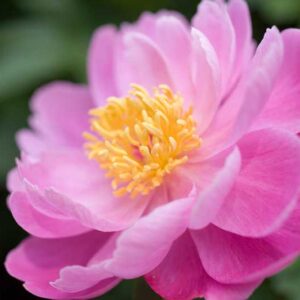 Paeonia Lactiflora 'Sea Shell', Peony 'Sea Shell', 'Sea Shell' Peony, Chinese Peony 'Sea Shell' , Common Garden Peony 'Sea Shell', Peony 'Seashell', 'Seashell' Peony, Chinese Peony 'Seashell' , Common Garden Peony 'Seashell', Pink Peonies, Pink Flowers