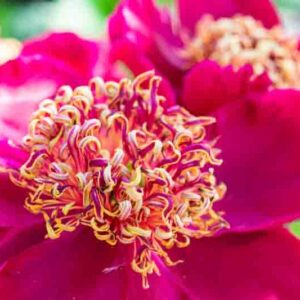 Paeonia Sword Dance, Peony Sword Dance, Red Peony