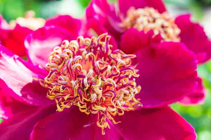 Paeonia Lactiflora 'Sword Dance', Peony 'Sword Dance', 'Sword Dance' Peony, Chinese Peony 'Sword Dance' , Common Garden Peony 'Sword Dance', Red Peonies, Red Flowers, Fragrant Peonies