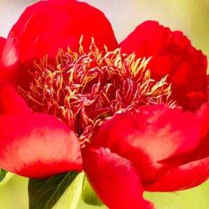 Paeonia 'Walter Mains', Peony 'Walter Mains', 'Walter Mains' Peony, Red Peonies, Red Flowers, Fragrant Peonies