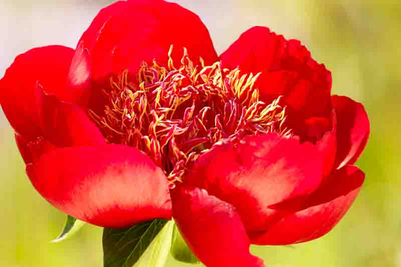 Paeonia 'Walter Mains', Peony 'Walter Mains', 'Walter Mains' Peony, Red Peonies, Red Flowers, Fragrant Peonies