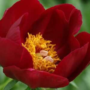 Paeonia 'Illini Warrior', Peony ''Illini Warrior', ''Illini Warrior' Peony, Red Peonies, Red Flowers