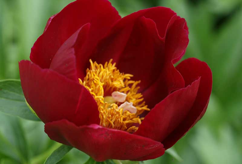 Paeonia 'Illini Warrior', Peony ''Illini Warrior', ''Illini Warrior' Peony, Red Peonies, Red Flowers