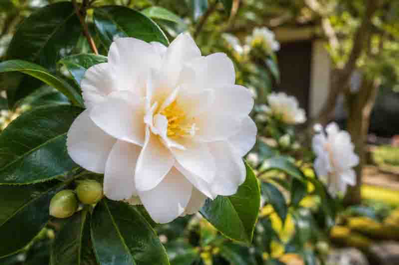 Pale Camellia Hagoromo Bloom in Sunlit Garden