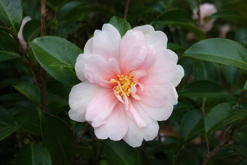 Pale pink camellia Jean May in bloom
