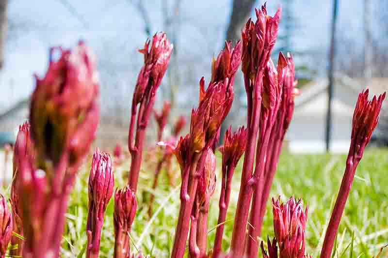 Peony sprouts, new shoots in spring