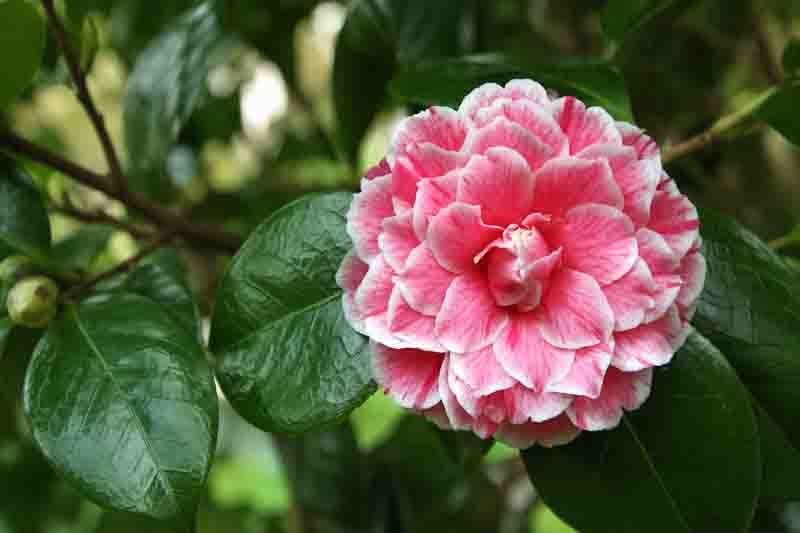 Pink Camellia Herme in Garden Foliage