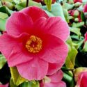 Pink Camellia in the garden, Camellia in Pots