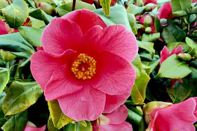 Pink Camellia in the garden, Camellia in Pots