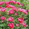 Herbaceous vs. Tree vs. Itoh Peonies: Which Is Best?